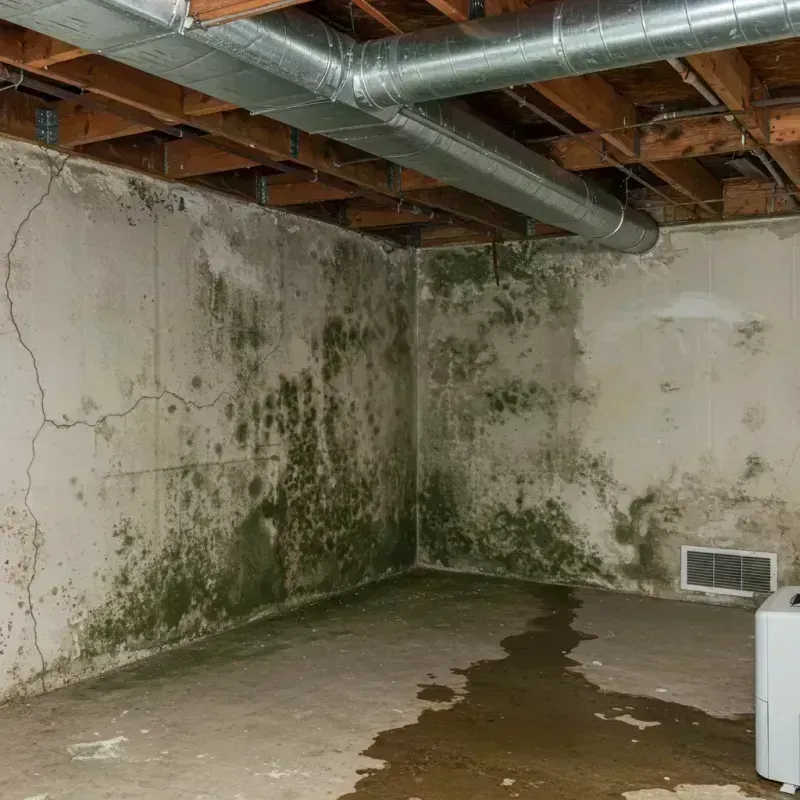 Professional Mold Removal in Bagley, MN